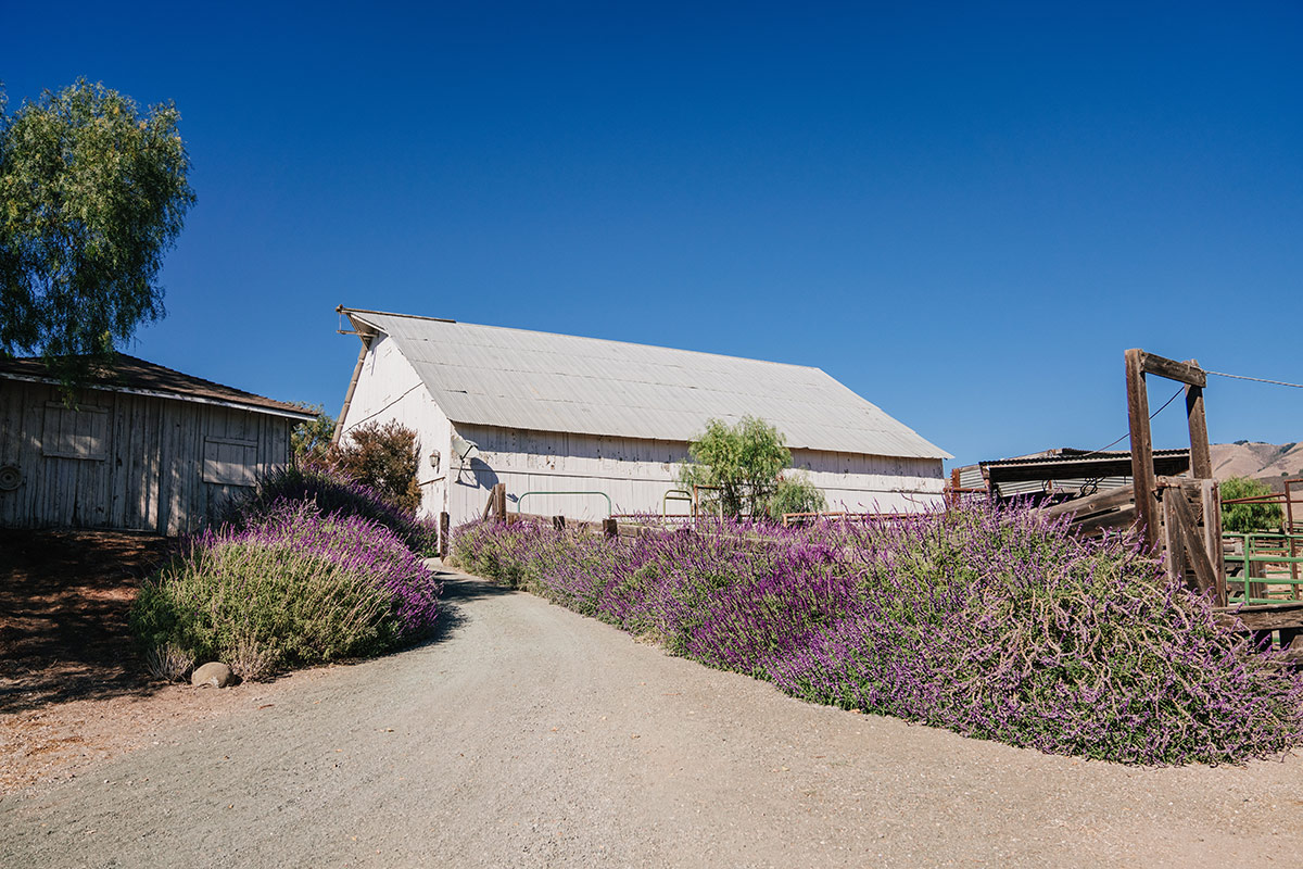 spreafico farms wedding